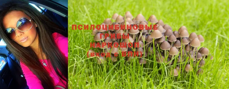 где продают наркотики  Кимры  KRAKEN онион  Псилоцибиновые грибы Psilocybe 